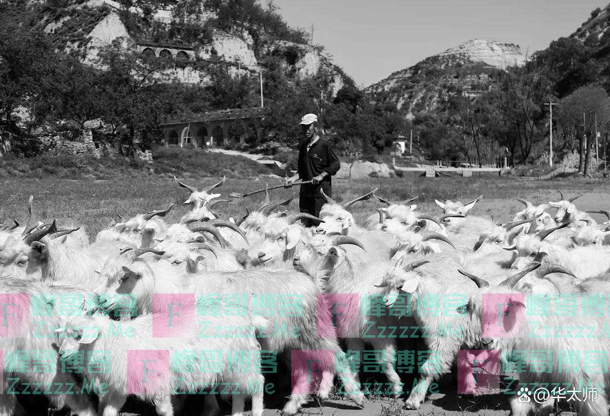 1969年,北京知青被公羊撞倒两次,她愤怒猛砸羊头,改变了她一生