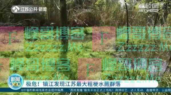 极危！镇江发现江苏最大粗梗水蕨群落