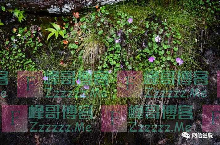 西藏发现新物种！