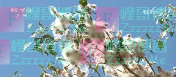 塔克拉玛干沙漠450万亩胡杨树进入落种期