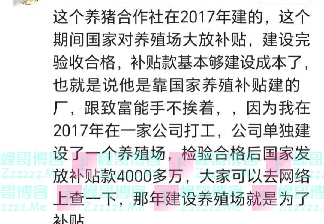 事大了!山东潍坊的村书记和妇女主任,除有板凳之交,还开养猪场