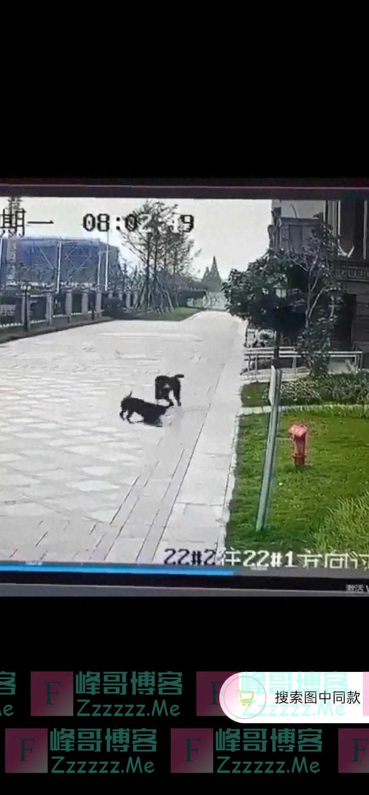 狗咬人事件大揭秘：拉布拉多清白无辜，惊人监控曝光！