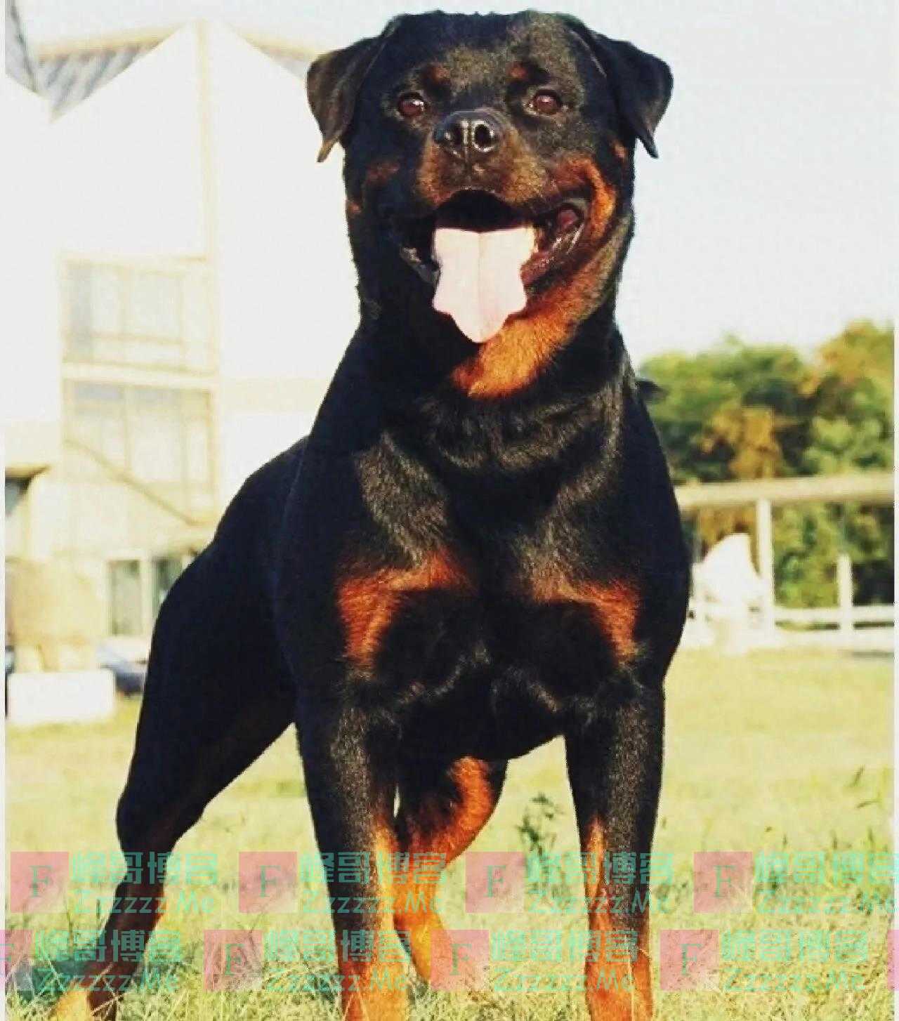 狗咬人事件大揭秘：拉布拉多清白无辜，惊人监控曝光！