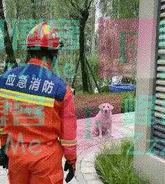 狗咬人事件大揭秘：拉布拉多清白无辜，惊人监控曝光！