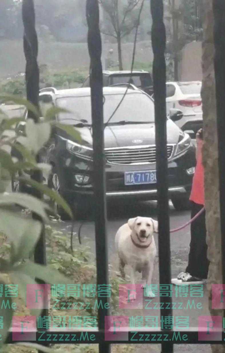 狗咬人事件大揭秘：拉布拉多清白无辜，惊人监控曝光！