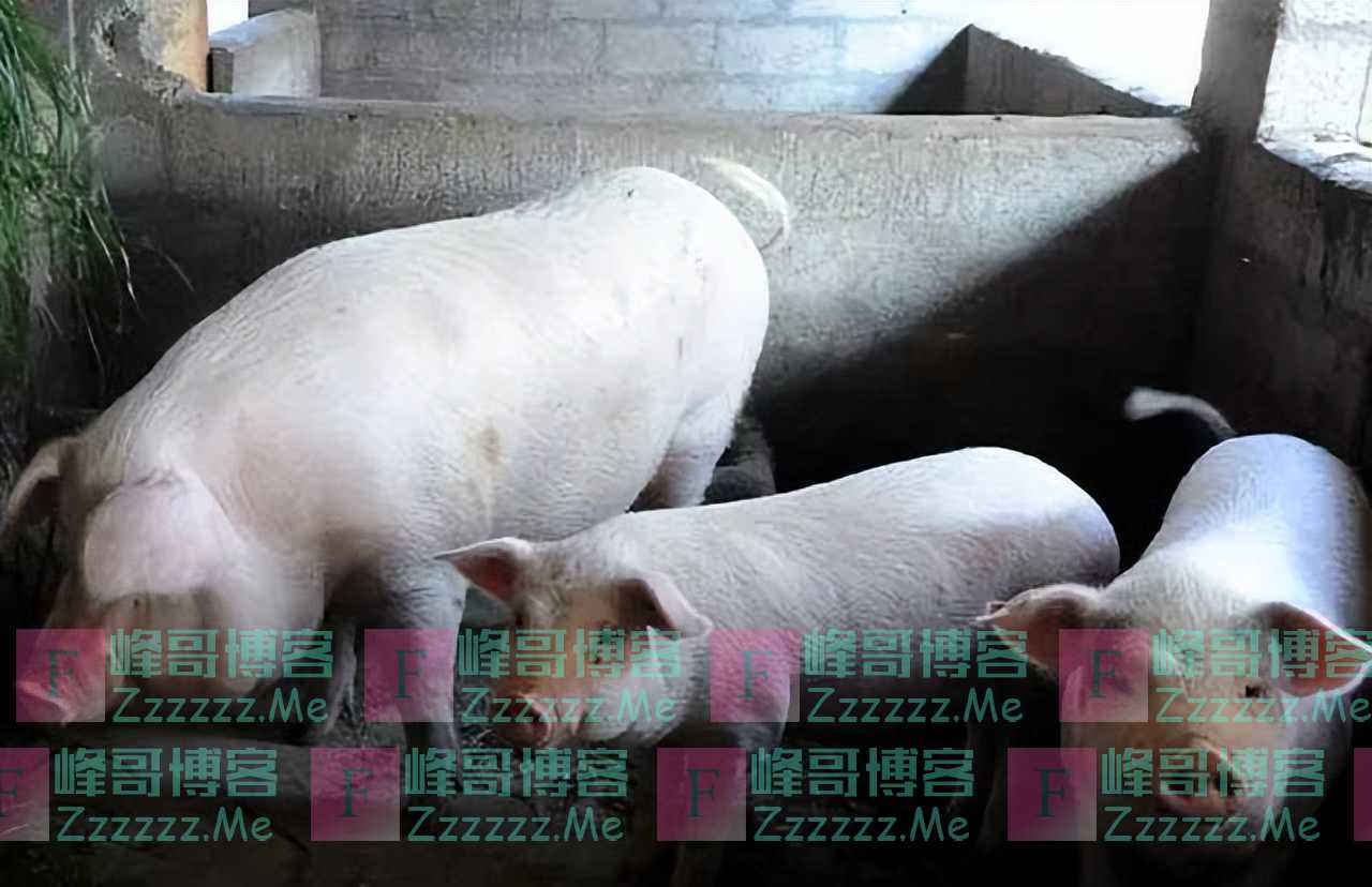 最新消息曝光！退休金调整方案终于来了，10月15上午正式宣布！