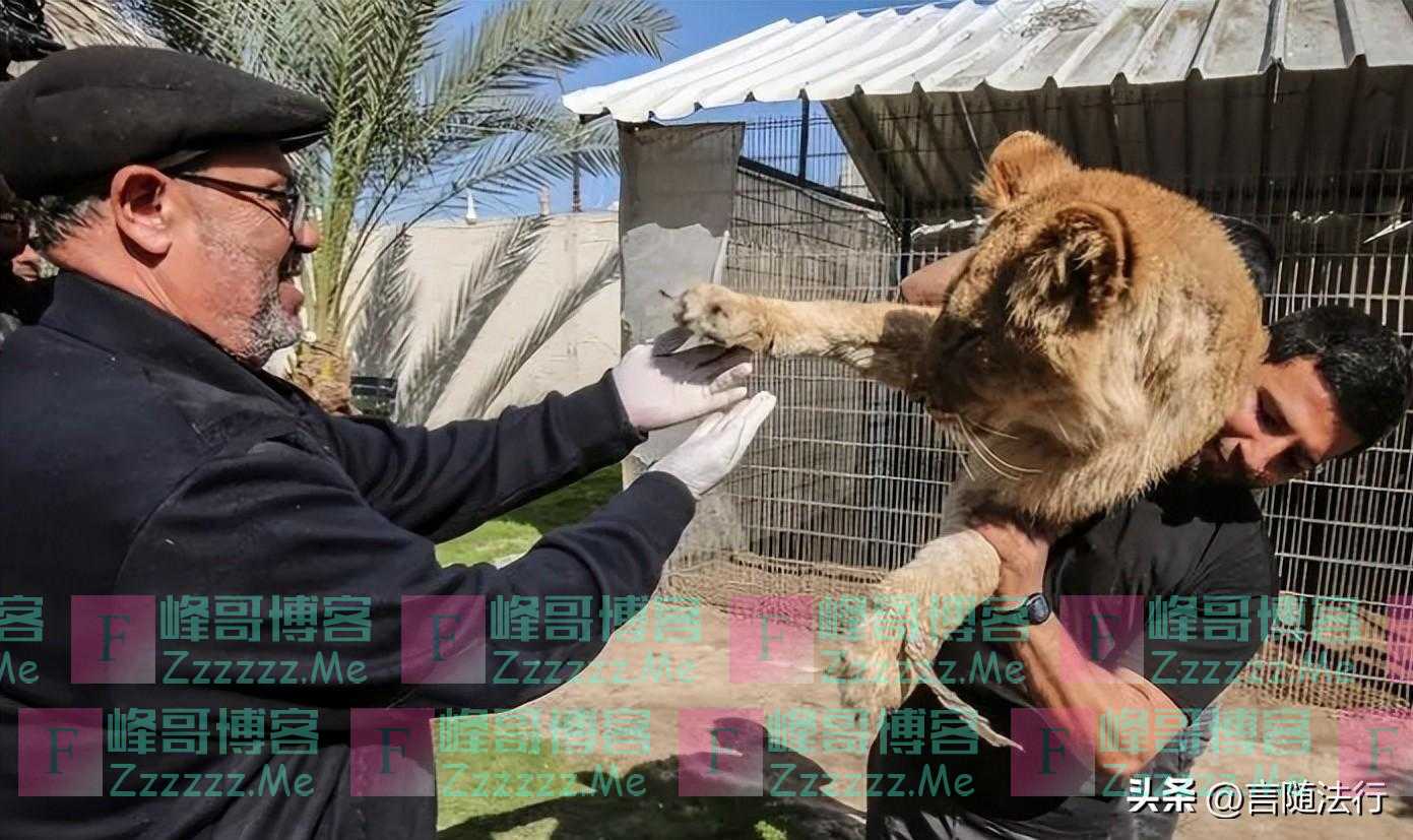 回顾江苏66岁大爷走进狮园，被狮子一路跟随，20分钟后被狮子分食