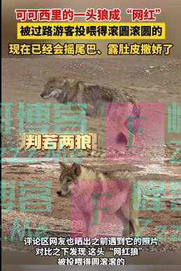 可可西里一头狼“被投喂变胖成网红”,专家:不应人为干预动物生存法则