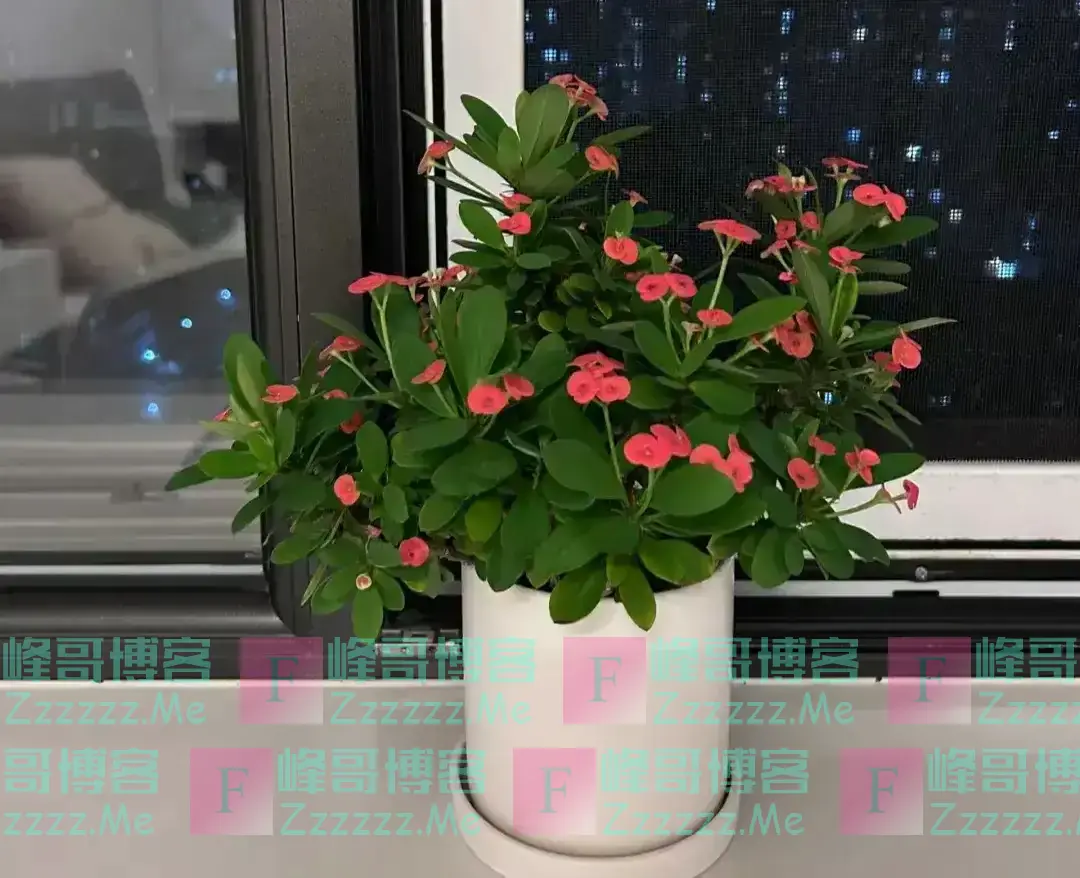 “花旺人不旺”，家里最好不要养这3种花，千万别不当一回事儿