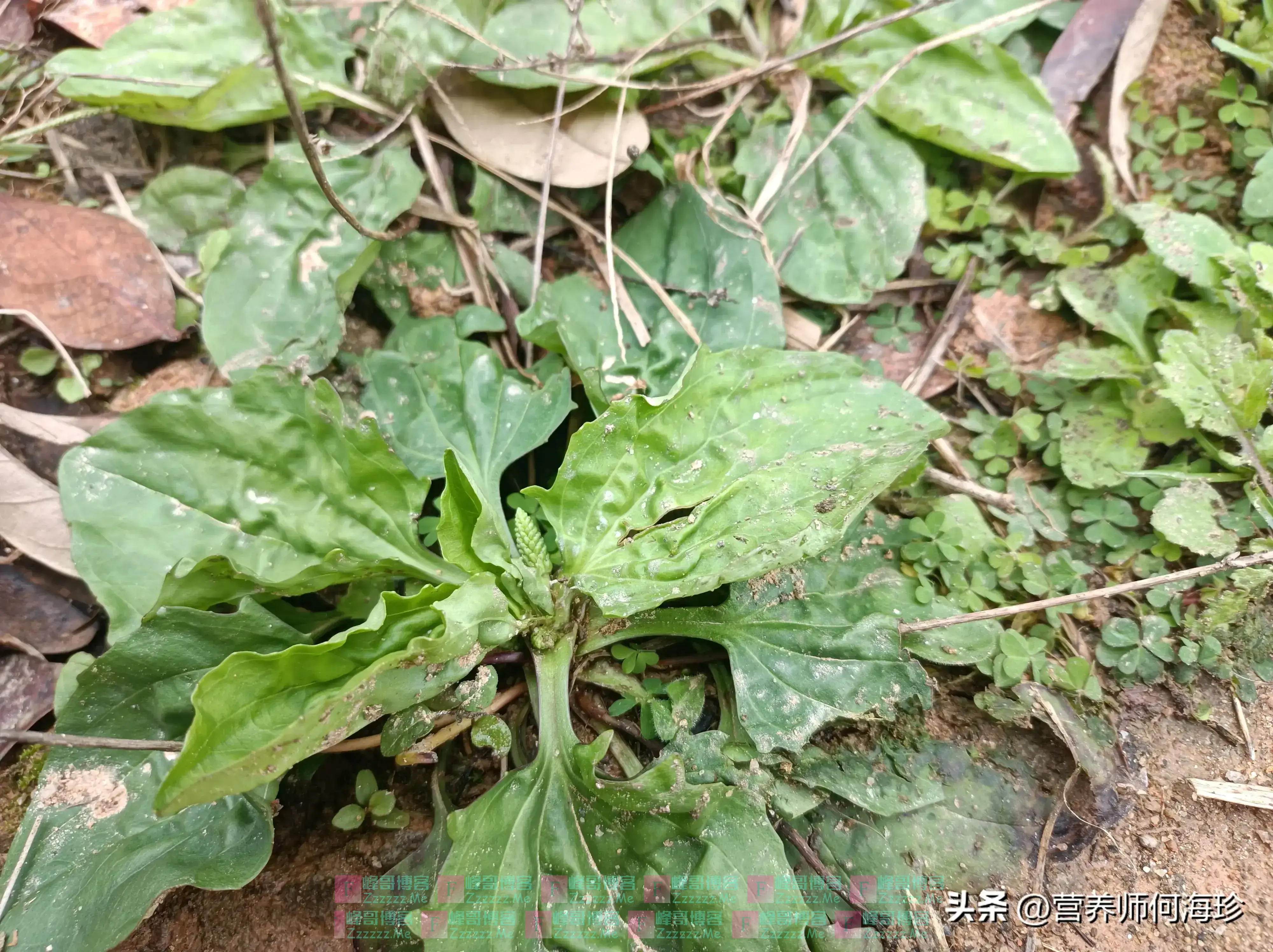 俗称“肿瘤草”，农村路旁有不少，懂它的人都在挖，因为价值珍贵