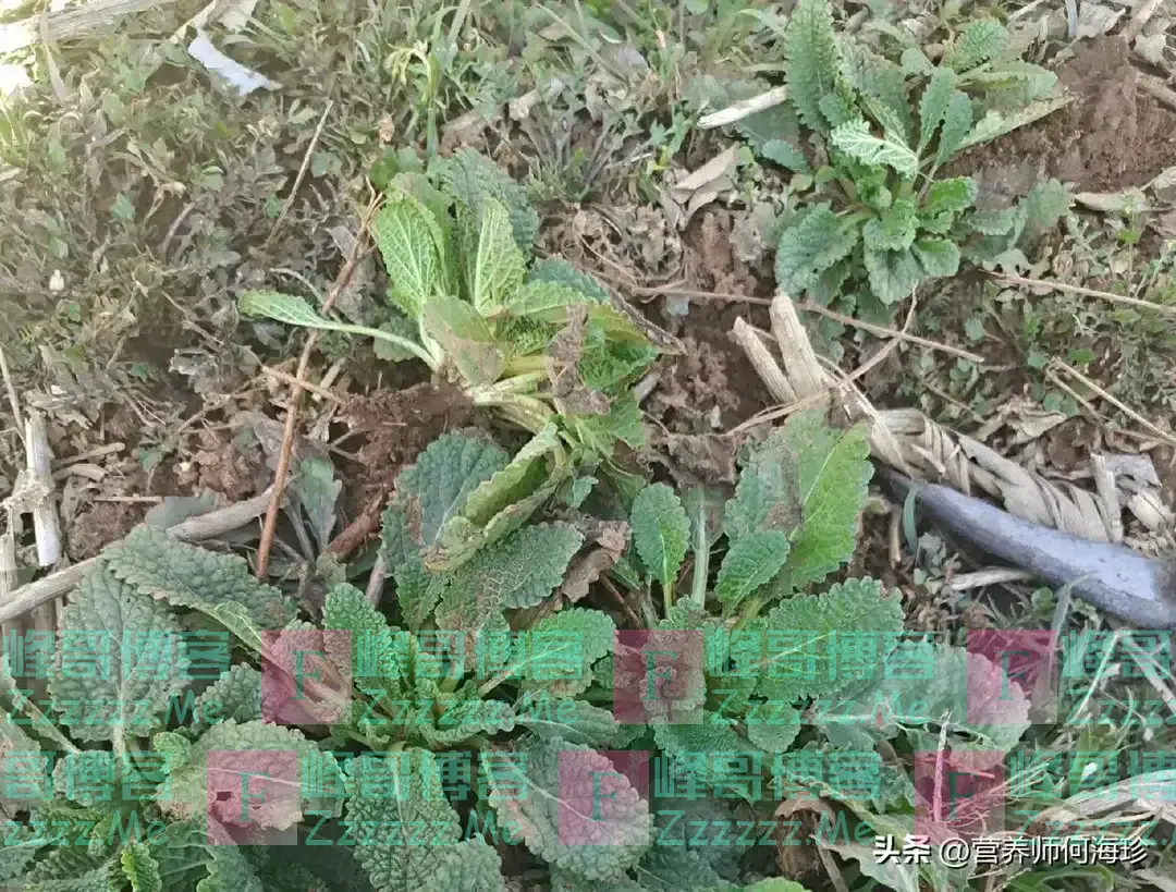 农村老人最爱的“止咳草”,咳嗽时总是会想到它,润肺止咳效果好