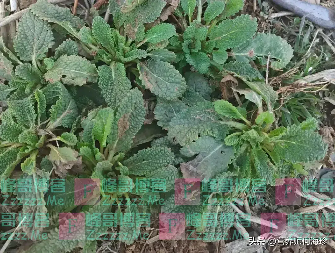 农村老人最爱的“止咳草”，咳嗽时总是会想到它，润肺止咳效果好