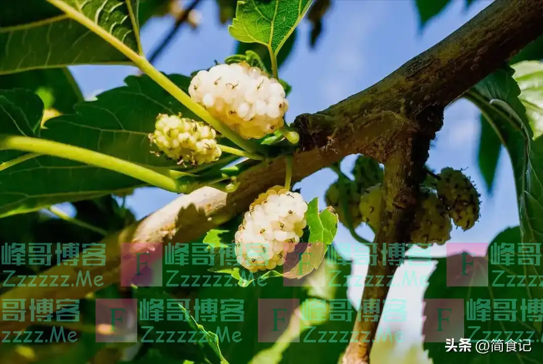 俗话说,“阴树不能进家门”!哪些是“阴树”?看看你家有吗?