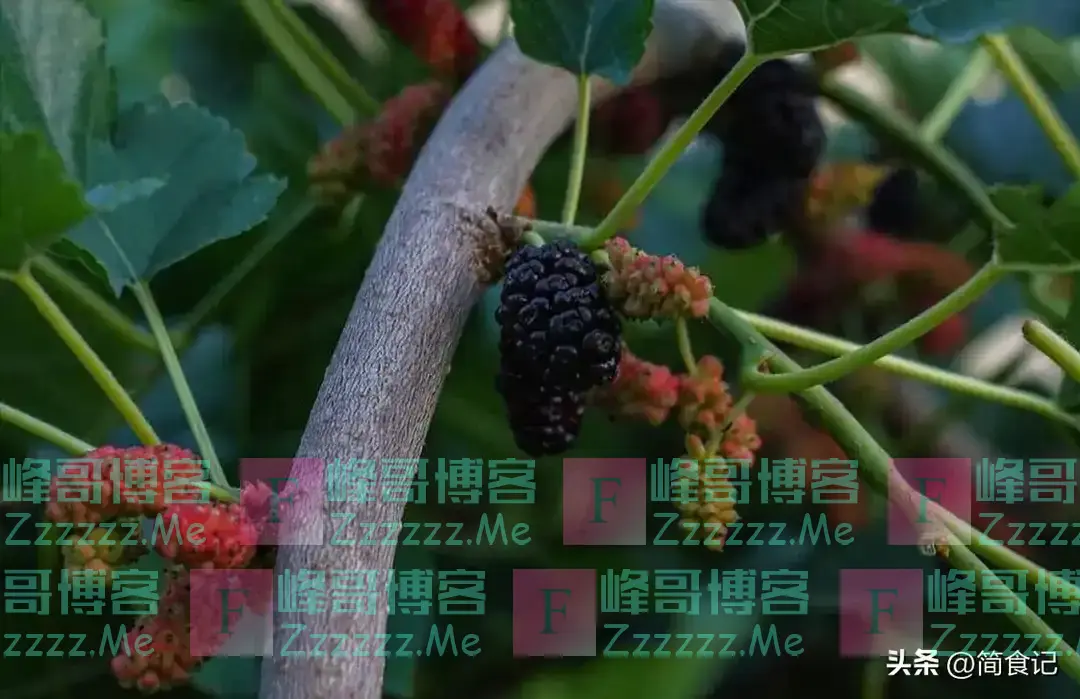 俗话说,“阴树不能进家门”!哪些是“阴树”?看看你家有吗?