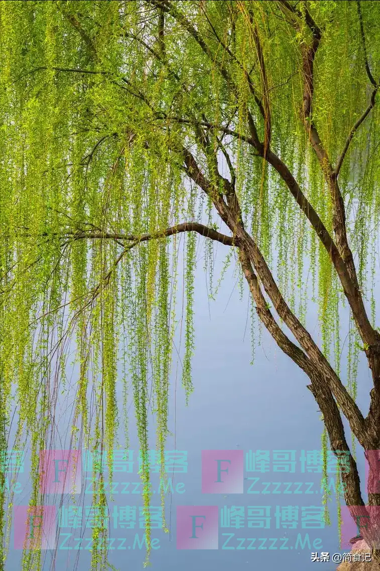 俗话说,“阴树不能进家门”!哪些是“阴树”?看看你家有吗?