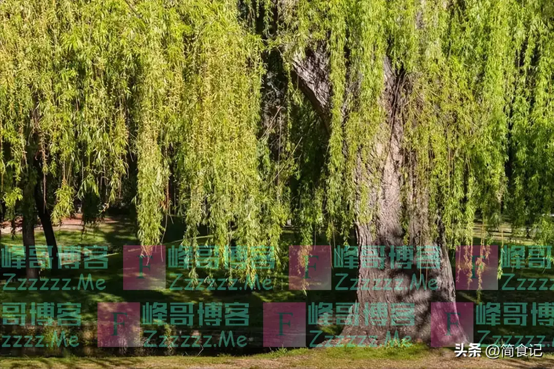 俗话说,“阴树不能进家门”!哪些是“阴树”?看看你家有吗?