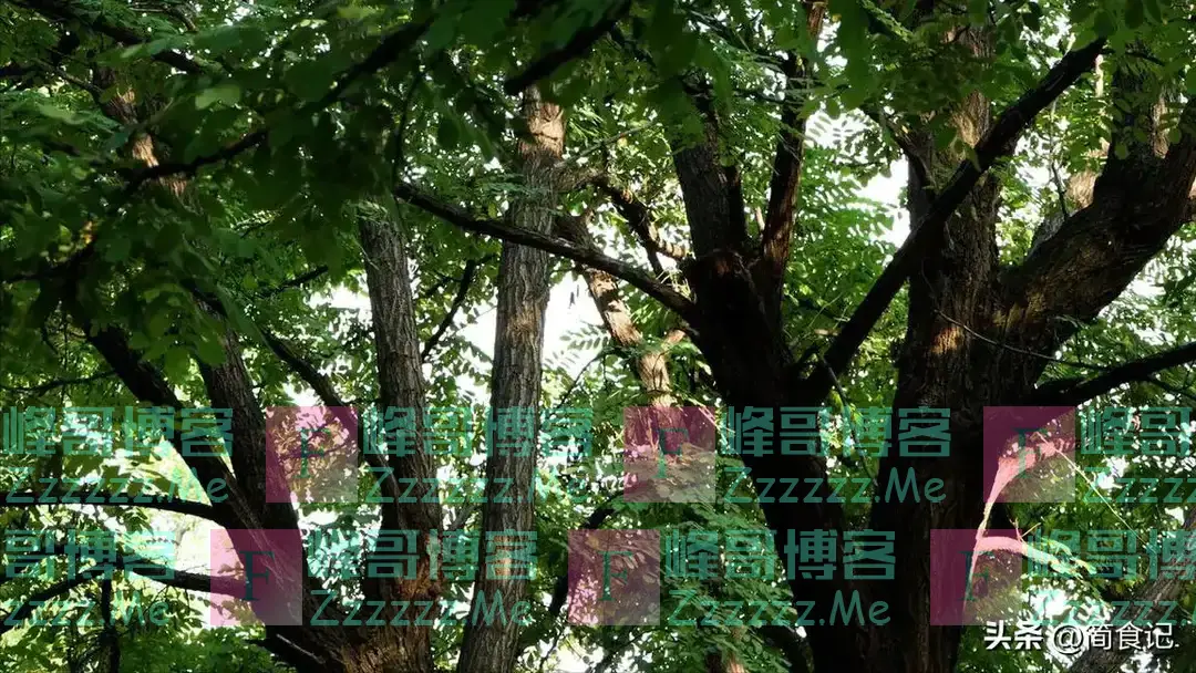 俗话说,“阴树不能进家门”!哪些是“阴树”?看看你家有吗?