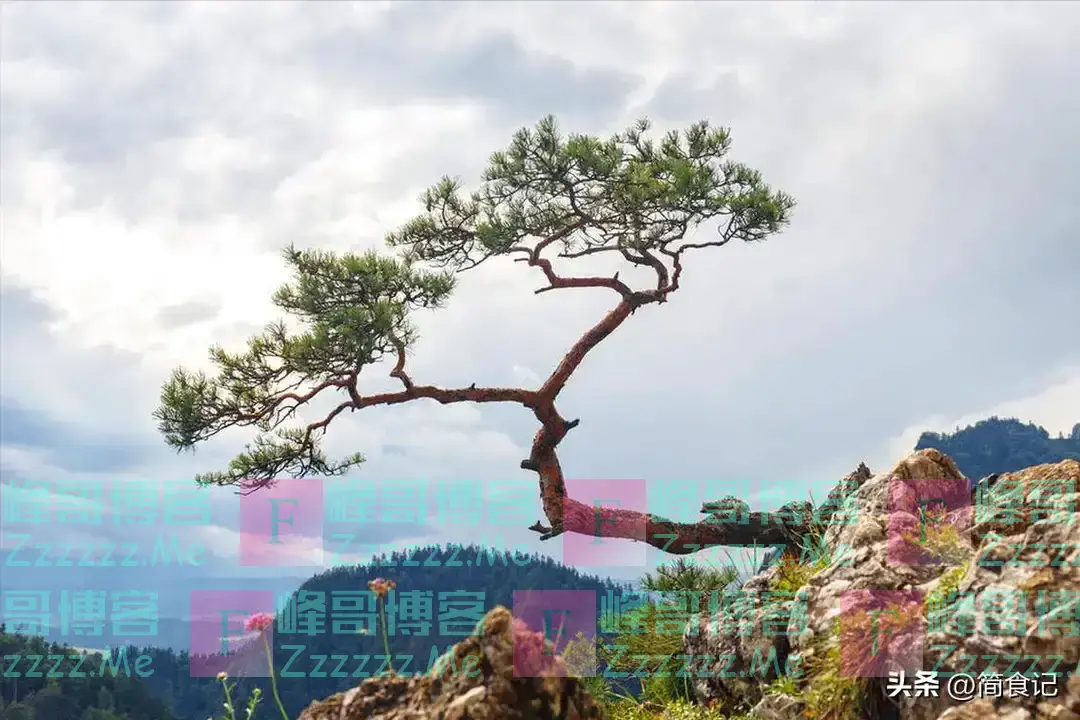 俗话说,“阴树不能进家门”!哪些是“阴树”?看看你家有吗?