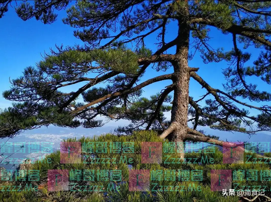 俗话说,“阴树不能进家门”!哪些是“阴树”?看看你家有吗?