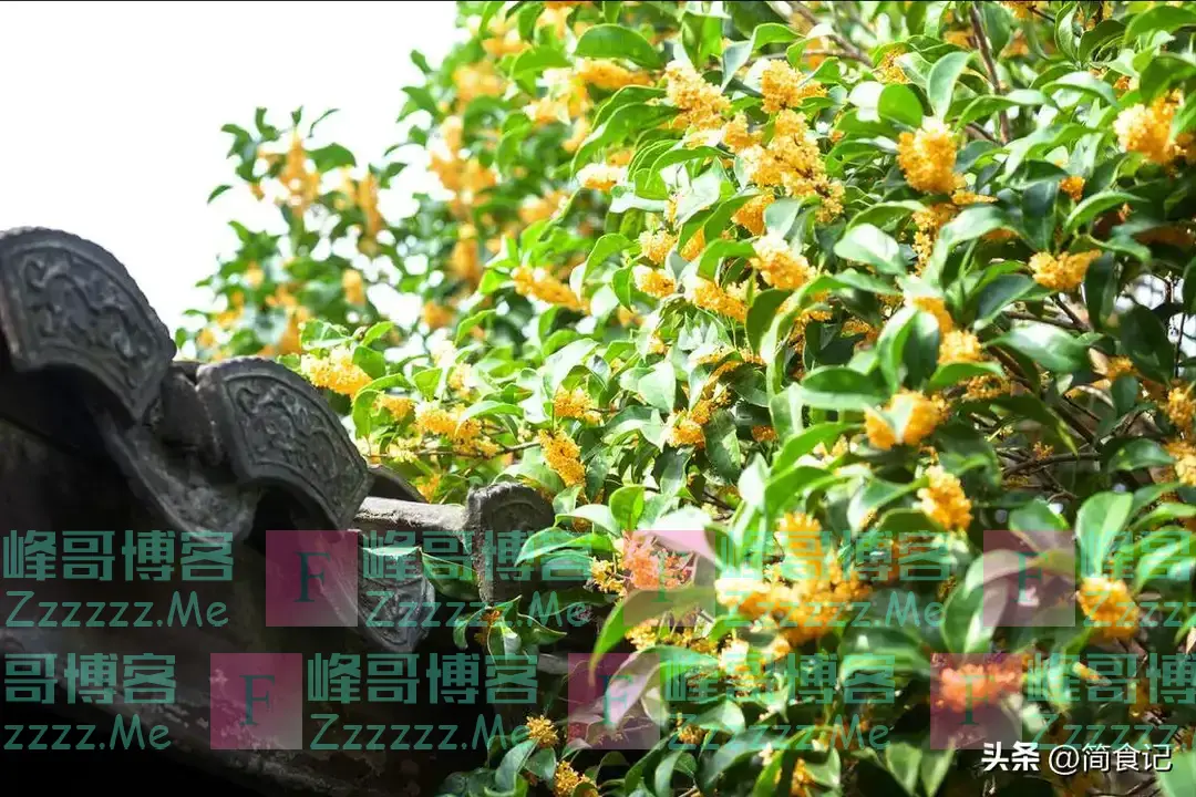 俗话说,“阴树不能进家门”!哪些是“阴树”?看看你家有吗?