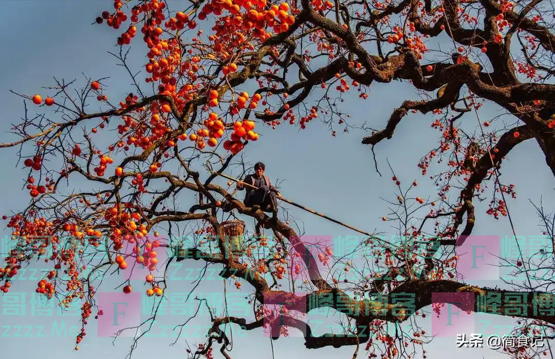 俗话说,“阴树不能进家门”!哪些是“阴树”?看看你家有吗?