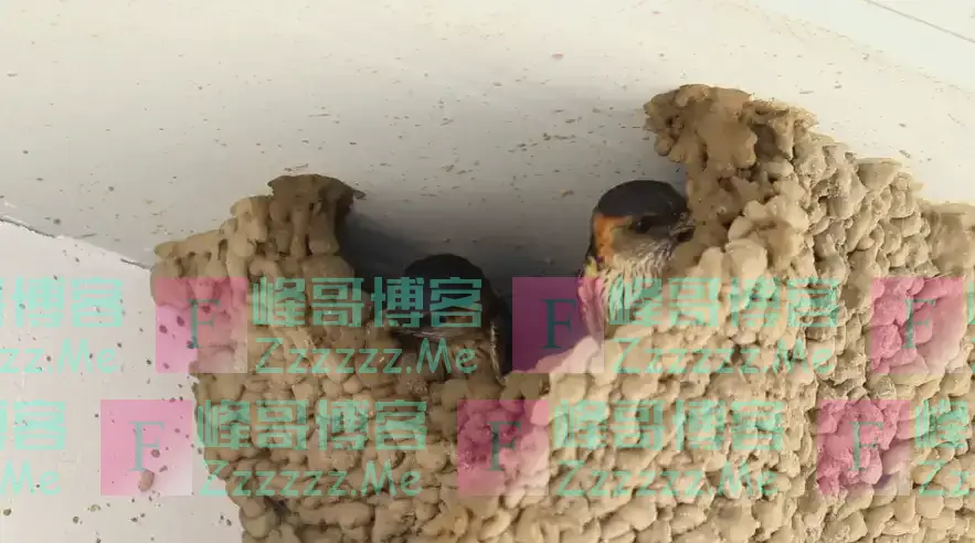 在农村,为什么有的人家有燕子有的人家却没有?主要有两个原因