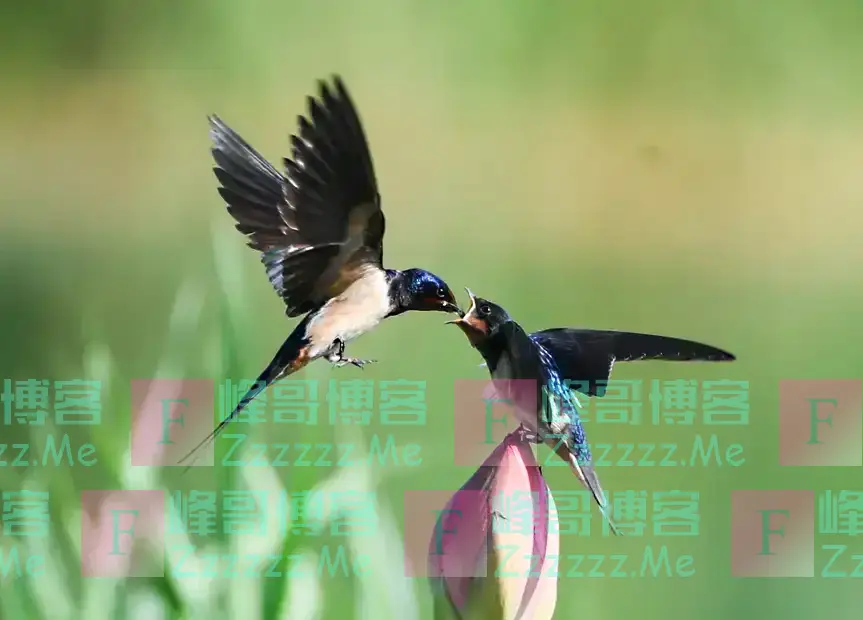 在农村,为什么有的人家有燕子有的人家却没有?主要有两个原因