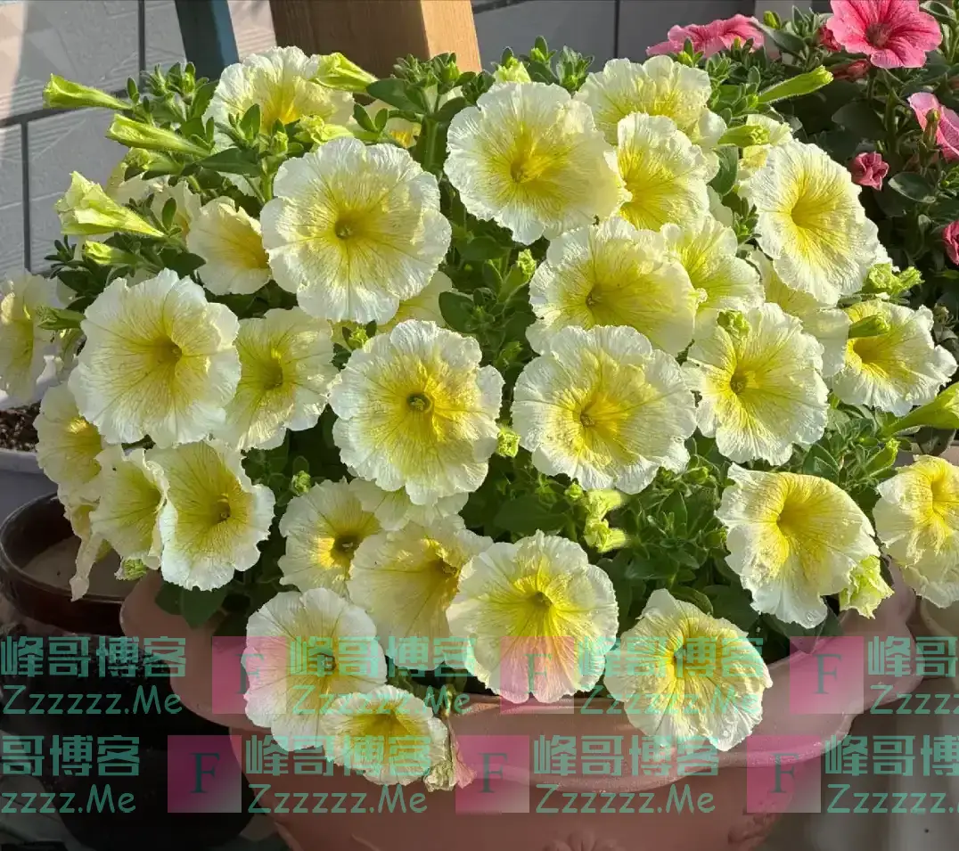 “阳台养5花，家穷人不发”，阳台再大，也不能养这5种花