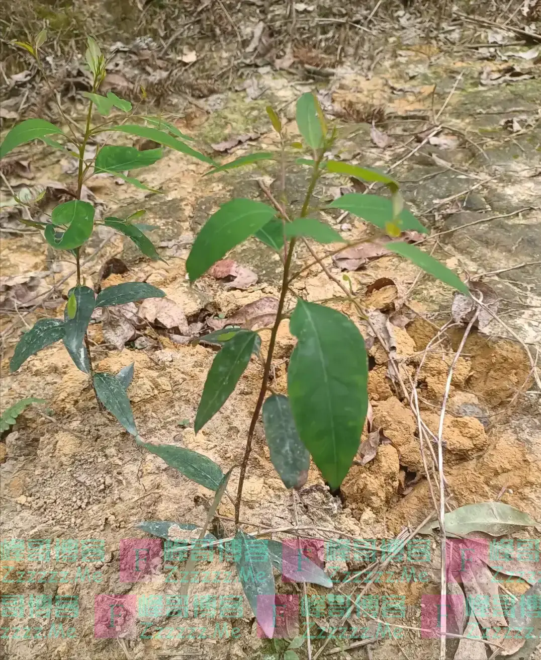 “阴树不入户,入户家难富”,哪些是阴树,快看看你家有没有?