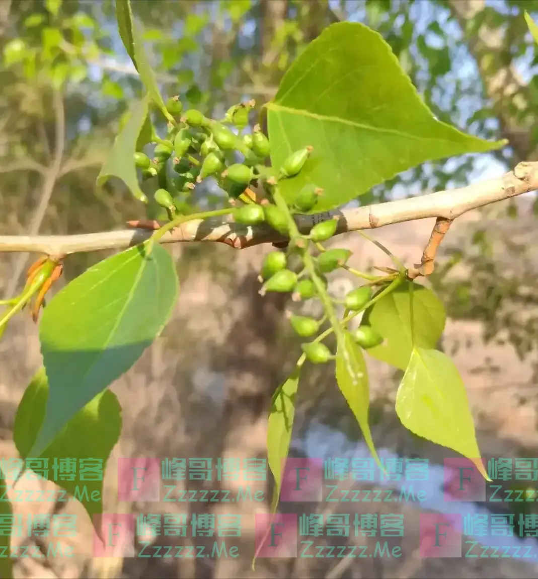 “阴树不入户,入户家难富”,哪些是阴树,快看看你家有没有?