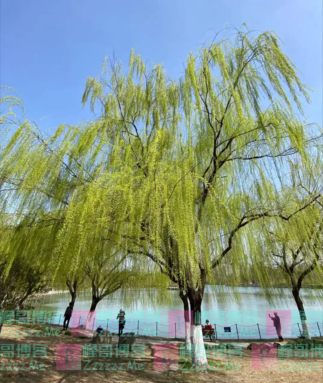 “阴树不入户,入户家难富”,哪些是阴树,快看看你家有没有?