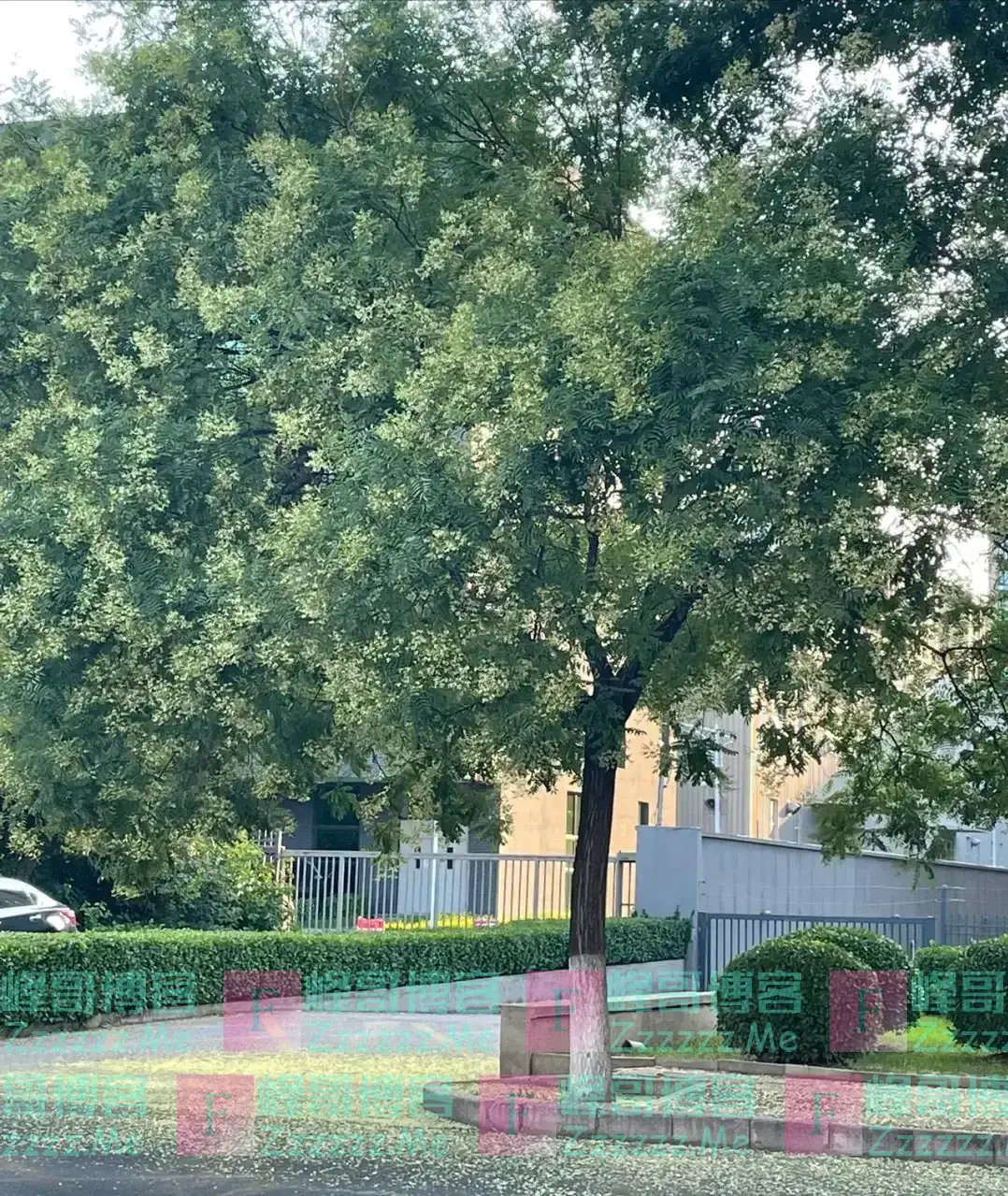 “阴树不入户,入户家难富”,哪些是阴树,快看看你家有没有?