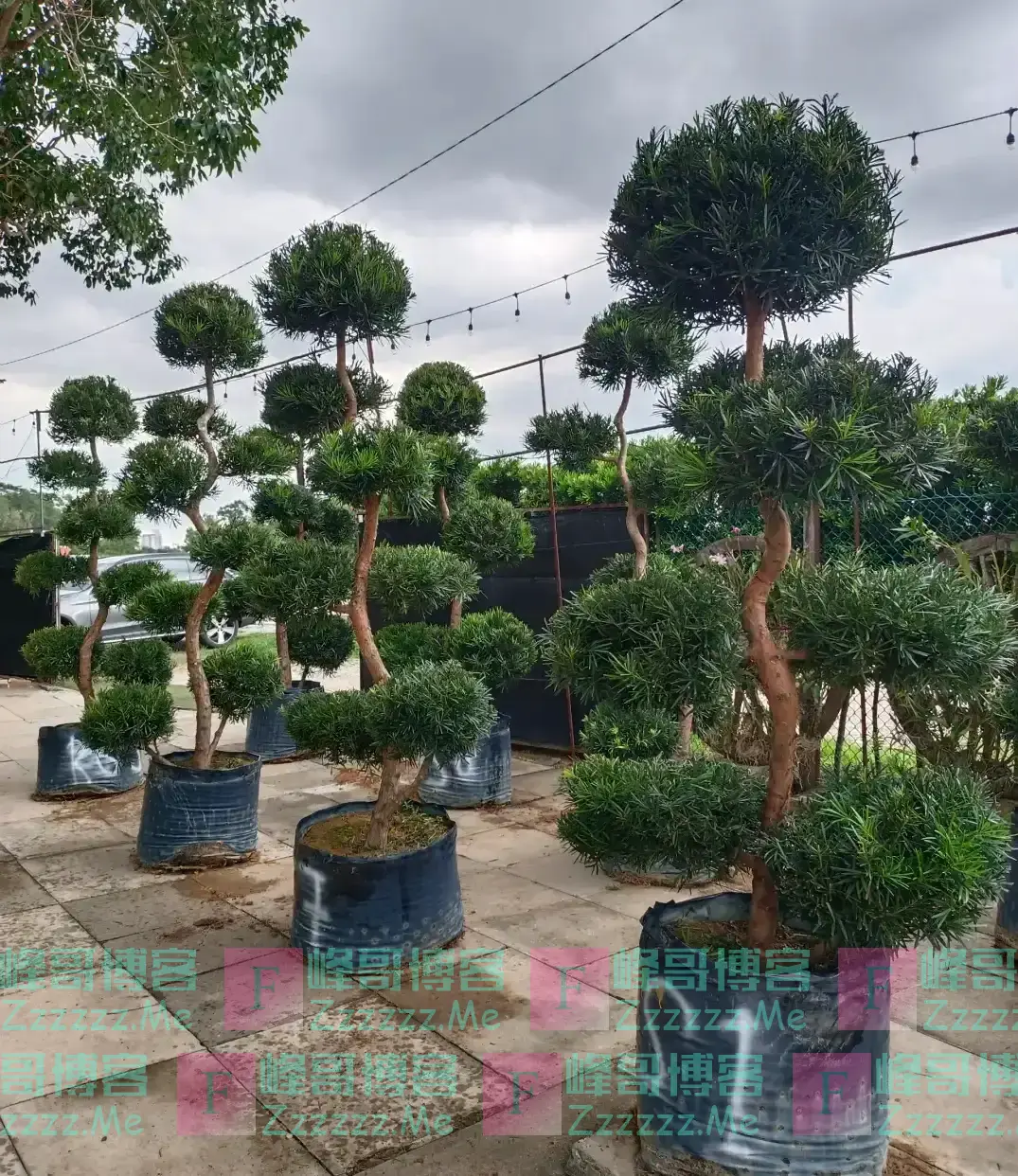 “阴树不入户,入户家难富”,哪些是阴树,快看看你家有没有?