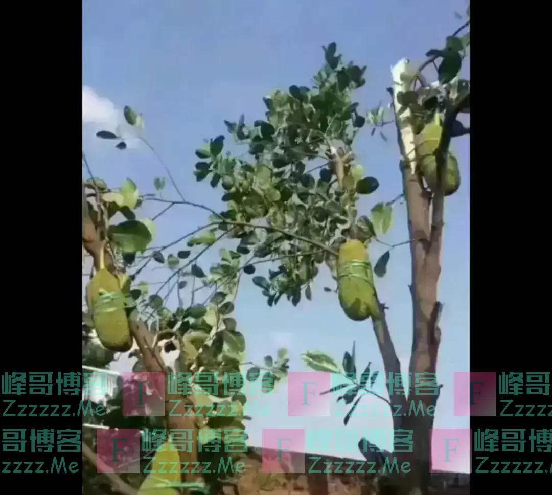 台风“摩羯”来了，广东进入打鸡血状态，果然很广东