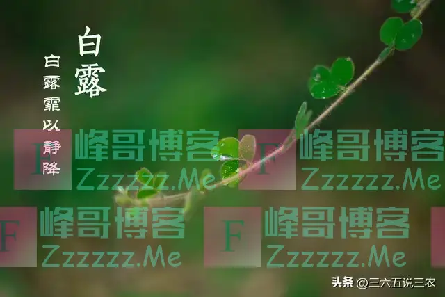 “上午白露,冻死老牛;下午白露,单衣过冬”,今年白露在几点?
