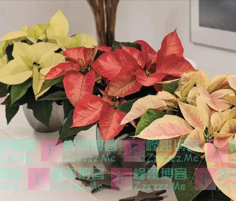 “五花进宅，人穷家不富”，这5种花，白送都不要，好看不吉利！