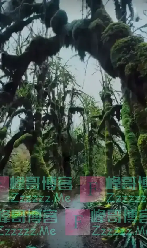 云南哀牢山有多可怕？是现实版的云南虫谷，真正的人类禁区！