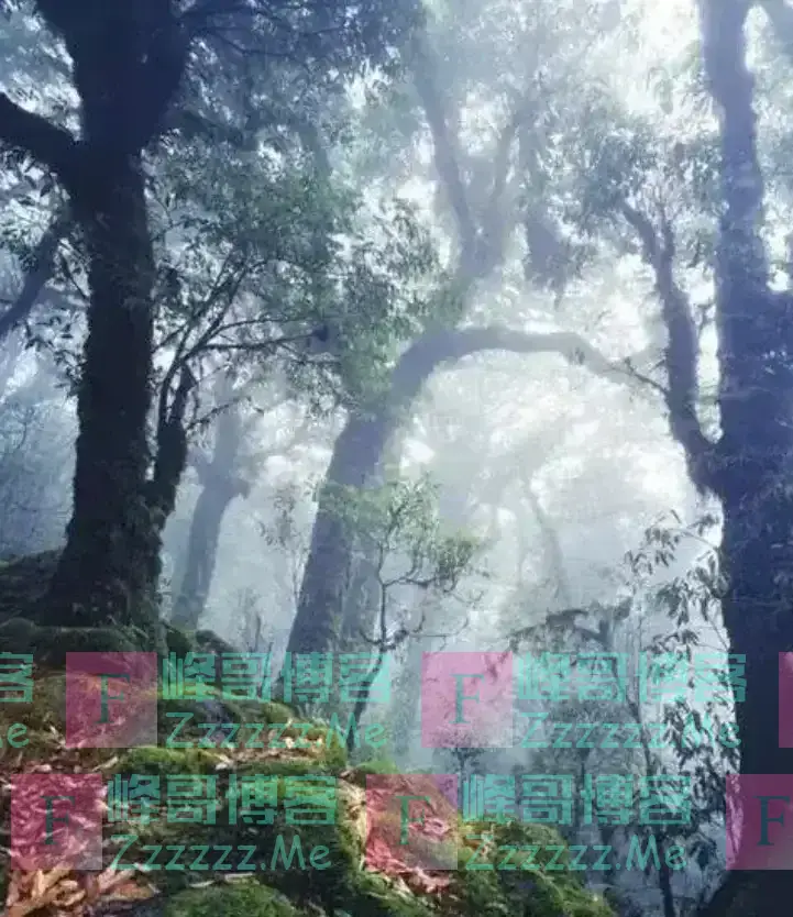 云南哀牢山有多可怕？是现实版的云南虫谷，真正的人类禁区！