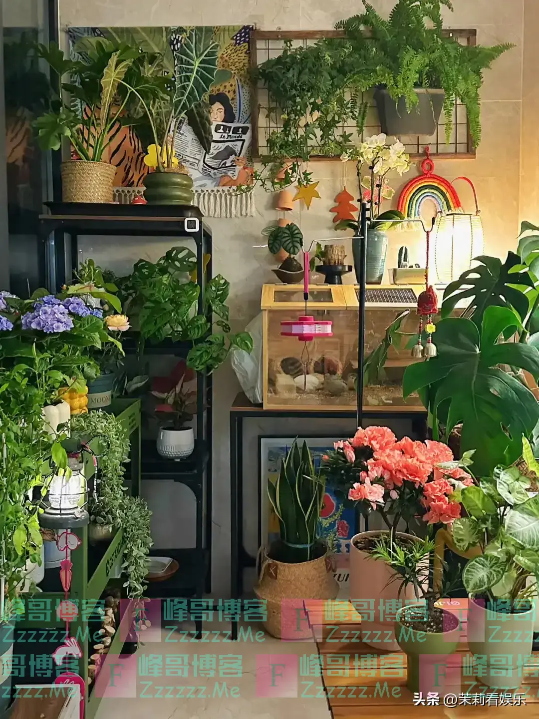 “阴花”不能进阳宅！这5种花“打死”也不养，家里若有快挪走！