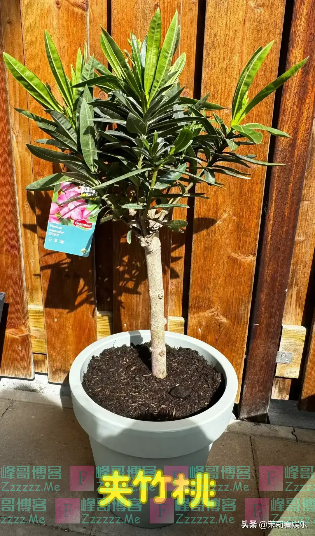 “阴花”不能进阳宅!这5种花“打死”也不养,家里若有快挪走!