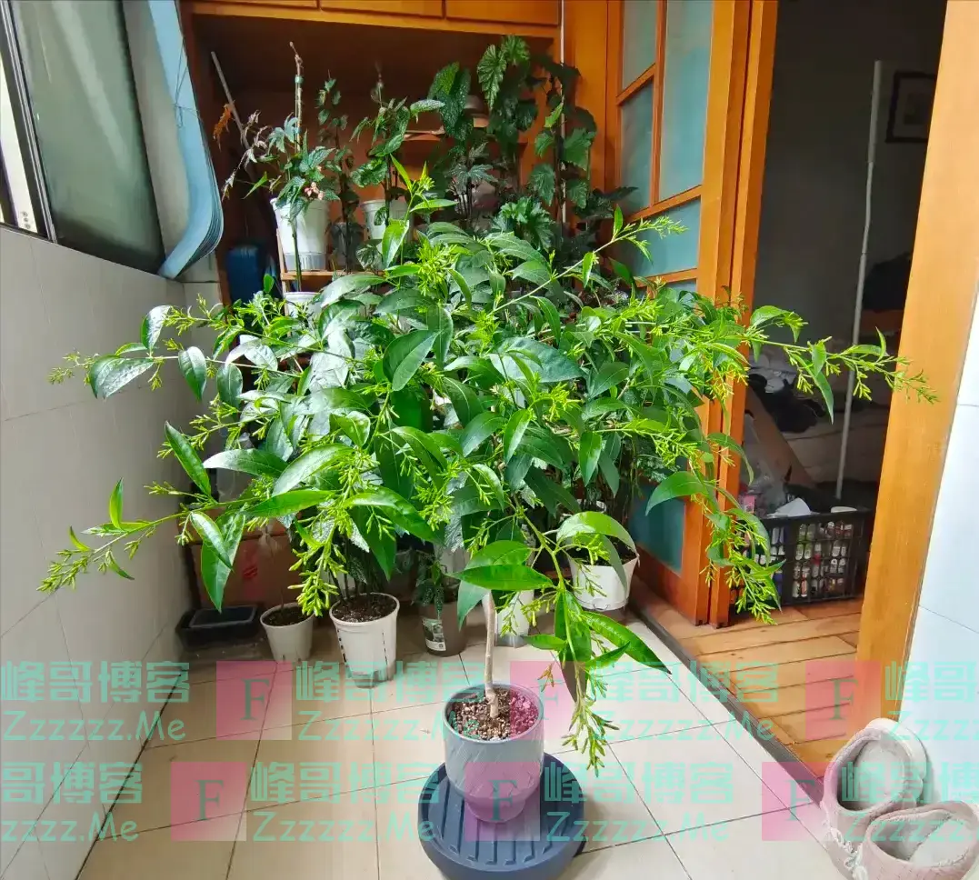 “家中养五花,不富还败家”,是指哪五种花?你家有吗?