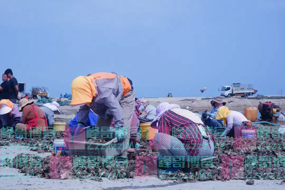 明明长得一模一样，为啥一个叫牡蛎，一个叫生蚝？今天终于明白了