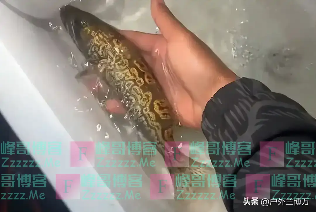 江西一男子钓到斑鳜鱼，身上“长”满铜钱，网友：北京三环一套房