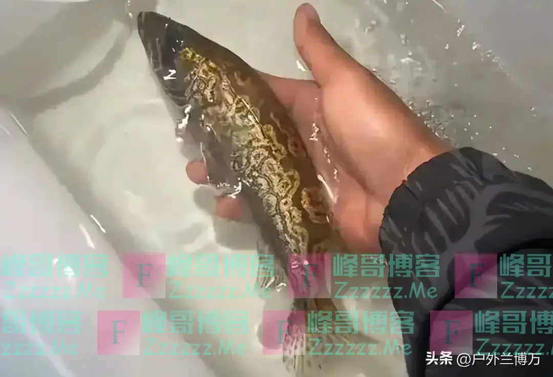 江西一男子钓到斑鳜鱼，身上“长”满铜钱，网友：北京三环一套房